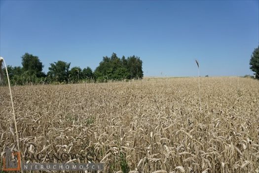 Działka inna na sprzedaż Cianowice Duże 8 300m2 Foto 5