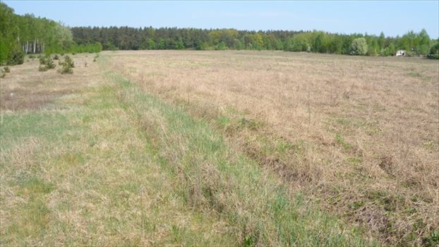 Działka budowlana na sprzedaż Sulejów, Sulejów, Ustronna 1 000m2 Foto 6