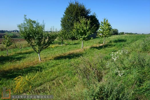 Działka budowlana na sprzedaż Sieborowice 10 000m2 Foto 2
