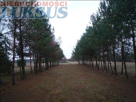 Działka budowlana pod dzierżawę Biały Ług, Biały Ług 12 300m2 Foto 7