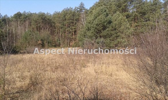 Działka inna na sprzedaż Sędeń Duży 2 600m2 Foto 2