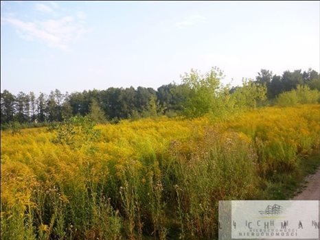 Działka budowlana na sprzedaż Dąbrówka Wielka 1 481m2 Foto 1