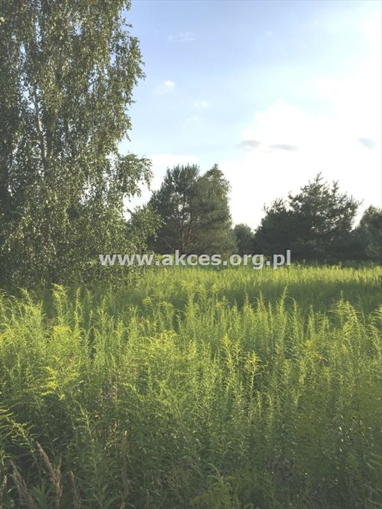 Działka budowlana na sprzedaż Łoś 1 390m2 Foto 7