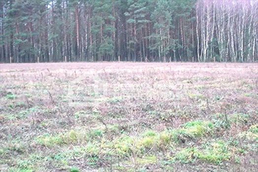 Działka leśna na sprzedaż Strzeczona 129 577m2 Foto 6