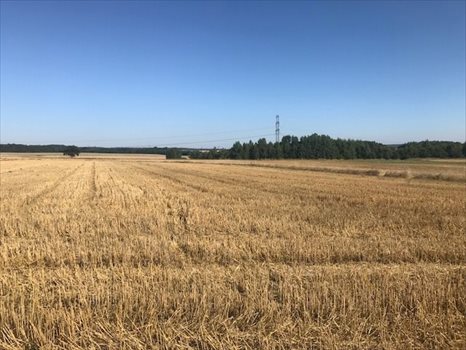 Działka budowlana na sprzedaż Siekierczyn 1 169m2 Foto 1