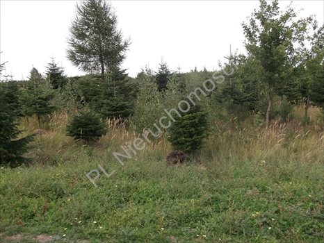 Działka rolna na sprzedaż Grzegorzewice 14 683m2 Foto 2
