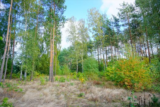 Działka budowlana na sprzedaż Musuły 1 600m2 Foto 8