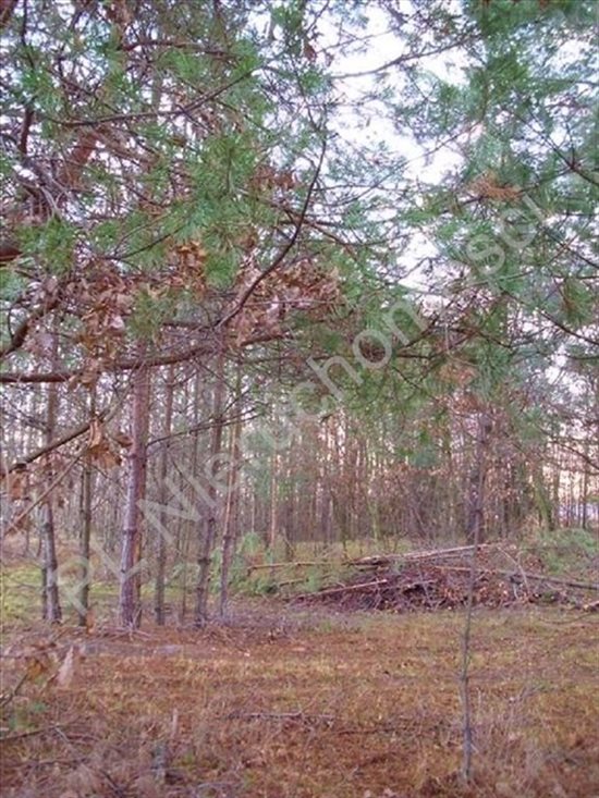 Działka budowlana na sprzedaż Otwock, Wólka Mlądzka 915m2 Foto 3