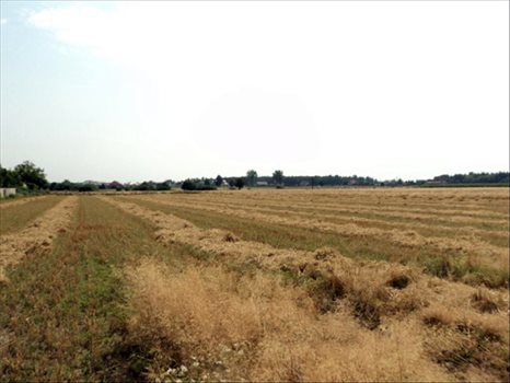 Działka inna na sprzedaż Niepruszewo, Buk 1 100m2 Foto 2