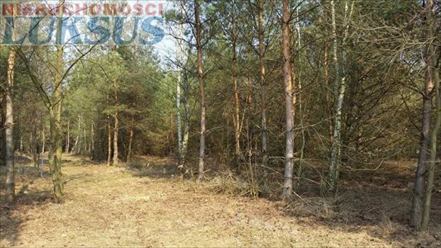 Działka budowlana na sprzedaż Łoś, Łoś 1 000m2 Foto 4