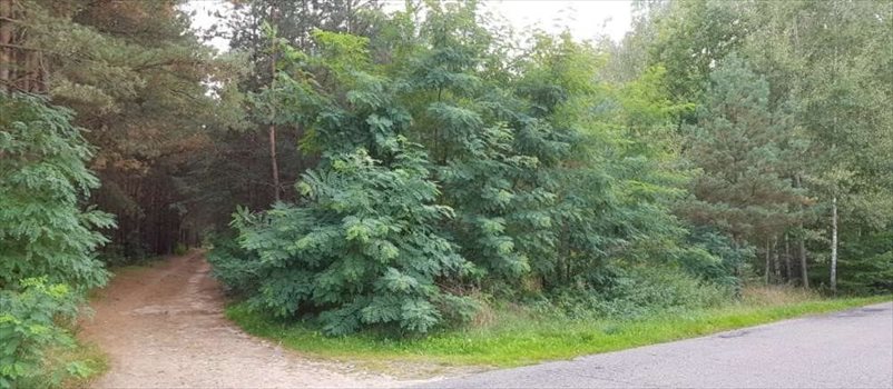 Działka rekreacyjna na sprzedaż Ojrzanów, Tarczyńska 1 000m2 Foto 10