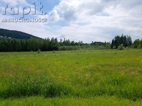 Działka budowlana na sprzedaż Zasań 4 002m2 Foto 5