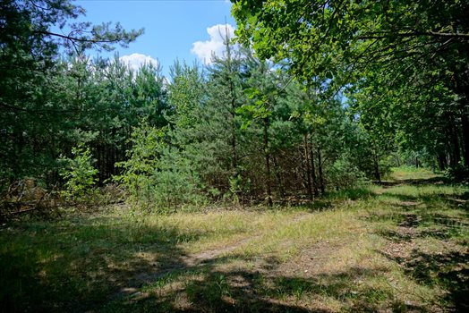 Działka budowlana na sprzedaż Osowiec 2 100m2 Foto 7