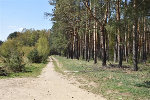 Mieszkanie trzypokojowe na sprzedaż Zielona Góra 56m2 Foto 11