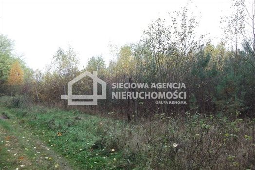 Działka leśna na sprzedaż Stare Gronowo 49 000m2 Foto 7