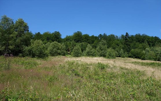 Działka budowlana na sprzedaż Brenna, ul. Ogrodowa 25 300m2 Foto 2