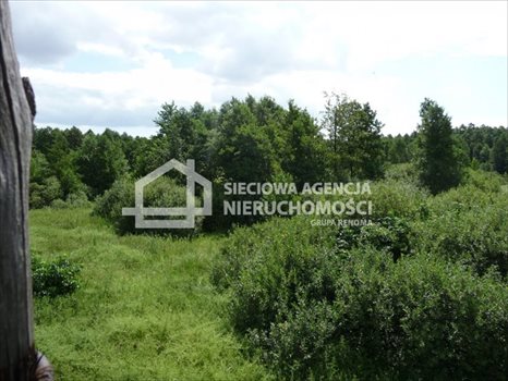 Działka rolna na sprzedaż Ciechocin 15 000m2 Foto 4