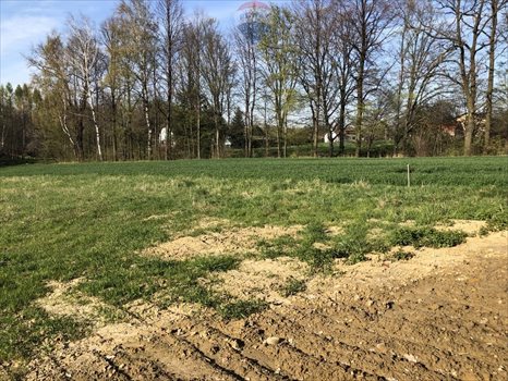 Działka budowlana na sprzedaż Dankowice, Podlesie 1 742m2 Foto 9