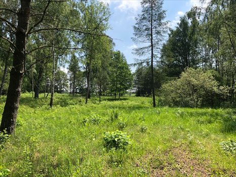 Działka inna na sprzedaż Kamień, Jarzębia 6 800m2 Foto 1