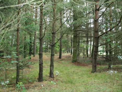 Działka inna na sprzedaż Kamień, Jastrzębia 7 680m2 Foto 3