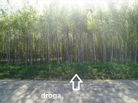 Działka rekreacyjna na sprzedaż Gogolewo 1 572m2 Foto 5