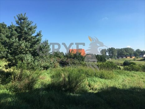 Działka inna na sprzedaż Dębina 2 500m2 Foto 2
