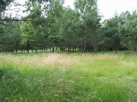 Działka rekreacyjna na sprzedaż Puste Łąki 1 000m2 Foto 9
