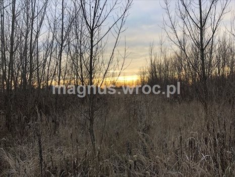 Działka budowlana na sprzedaż Siechnice 2 772m2 Foto 3
