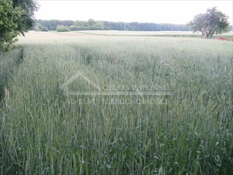 Działka budowlana na sprzedaż Prawiedniki-Kolonia, Prawiedniki Kolonia 1 300m2 Foto 6