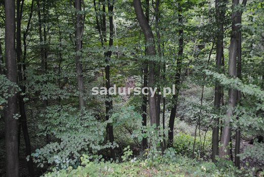 Działka inna na sprzedaż Wola Nieszkowska 9 300m2 Foto 6