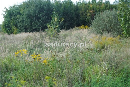 Działka budowlana na sprzedaż Balice, Krakowska 4 200m2 Foto 1