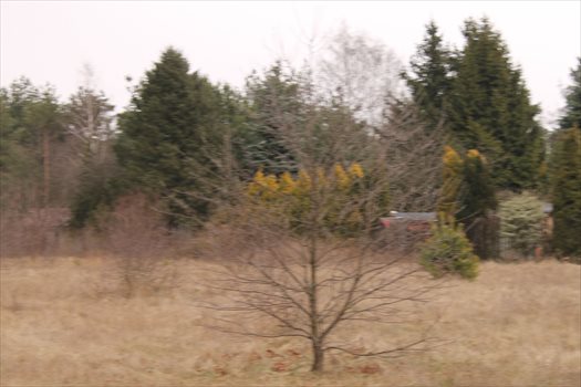 Działka rolna na sprzedaż Konstantynów Łódzki, Żabiczki 11 000m2 Foto 3