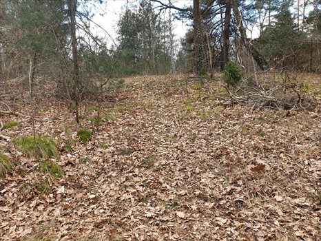 Działka budowlana na sprzedaż Zalesie Górne, Urocza 2 661m2 Foto 5