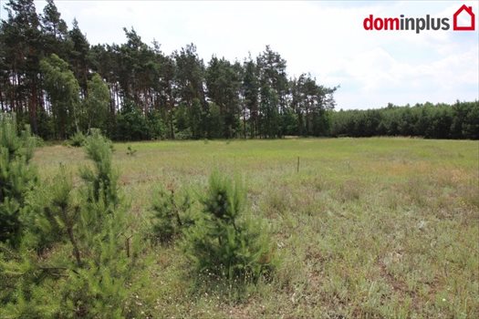 Działka inna na sprzedaż Sąsieczno 1 500m2 Foto 7