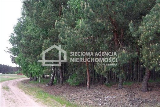 Działka leśna na sprzedaż Czarniż 44 100m2 Foto 4