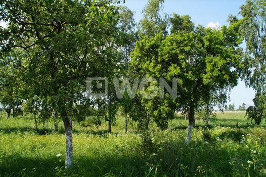 Działka budowlana na sprzedaż Wysoka, Wysoka, Wysoka 5 000m2 Foto 3