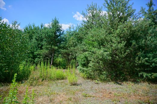 Działka budowlana na sprzedaż Osowiec 2 100m2 Foto 4