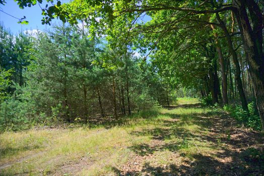 Działka budowlana na sprzedaż Osowiec 2 100m2 Foto 6