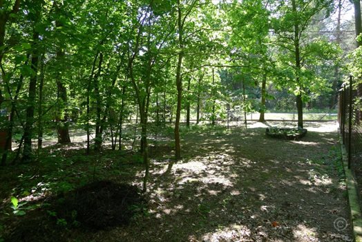 Działka leśna na sprzedaż Jedlicze A 1 000m2 Foto 3