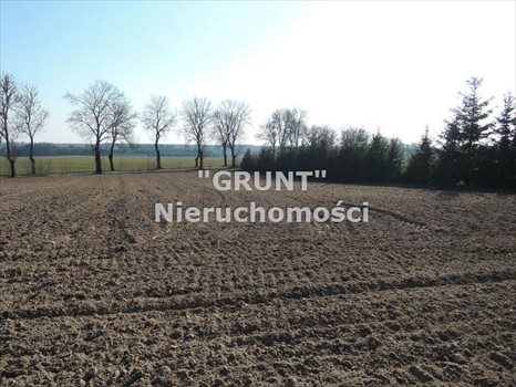 Działka siedliskowa na sprzedaż Róża Wielka 8 000m2 Foto 5