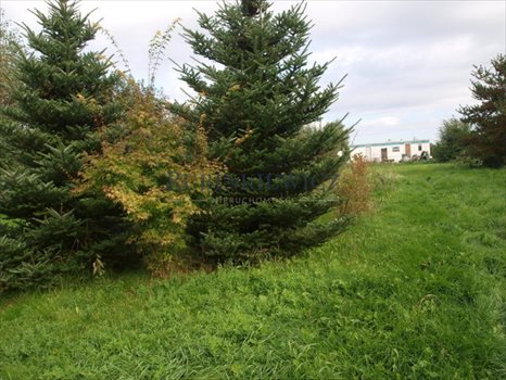 Działka rolna na sprzedaż Konstancin-Jeziorna 3 700m2 Foto 7