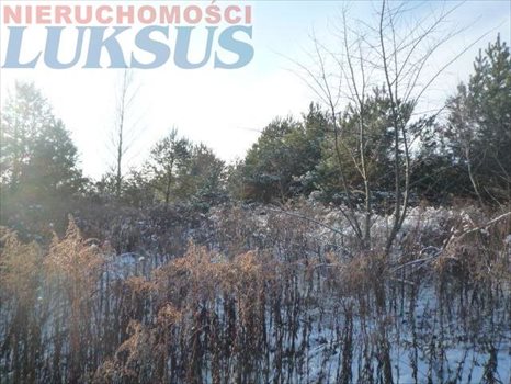 Działka budowlana na sprzedaż Łoś, Łoś 1 500m2 Foto 3