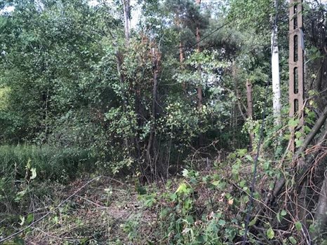 Działka leśna na sprzedaż Wiązowna 5 700m2 Foto 1
