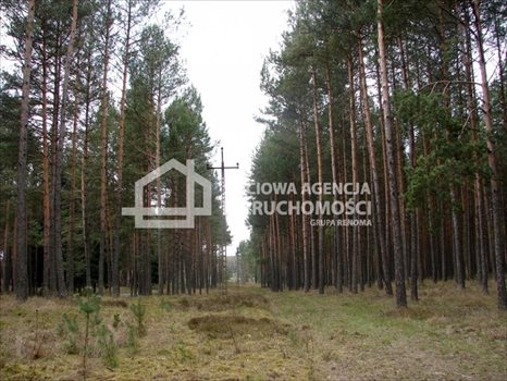 Działka leśna na sprzedaż Małe Chełmy 165 900m2 Foto 7