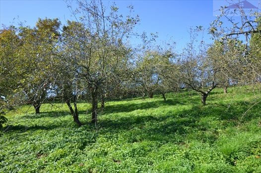 Działka budowlana na sprzedaż Wyszatyce 3 800m2 Foto 7