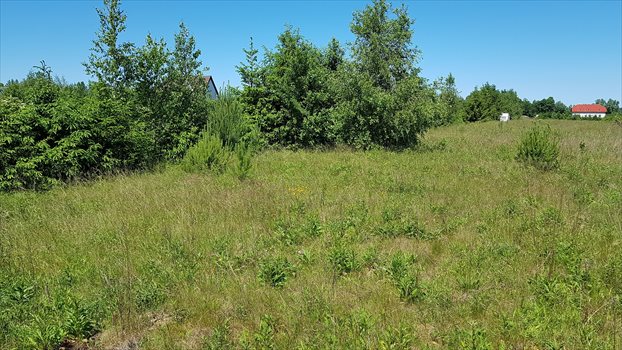 Działka budowlana na sprzedaż Jezierzany 5 000m2 Foto 6