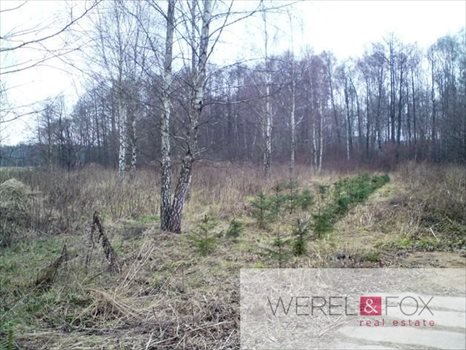 Działka inna na sprzedaż Niewodnica Kościelna 2 904m2 Foto 3