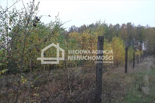 Działka leśna na sprzedaż Drozdowo 93 200m2 Foto 7