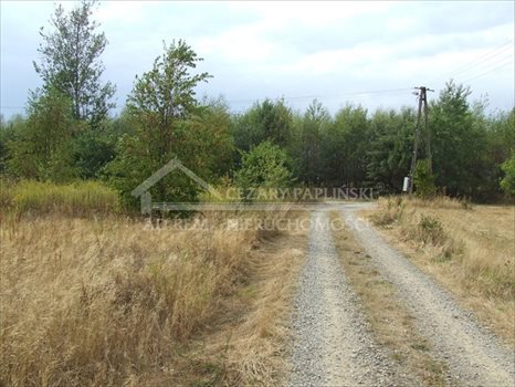 Działka budowlana na sprzedaż Nowodwór 2 800m2 Foto 6
