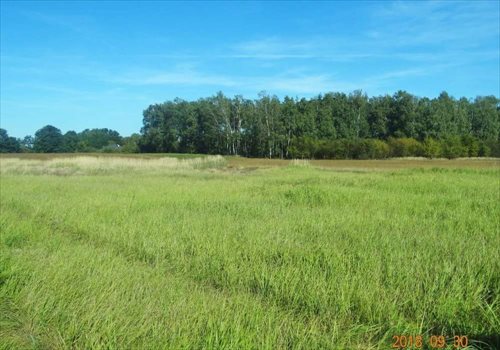 Działka budowlana na sprzedaż Maszna 19 000m2 Foto 3